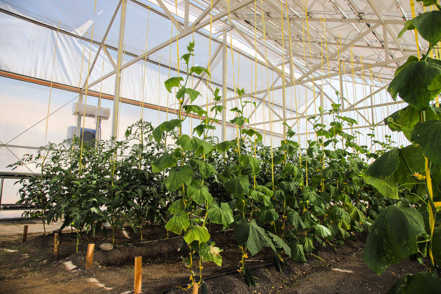 Invernadero-8 (1).jpg