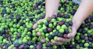 Aceite de oliva chileno se abre camino en mercados internacionales