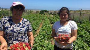 Pequeñas agricultoras serán capacitadas en uso eficiente de agua y generación fotovoltaica para riego