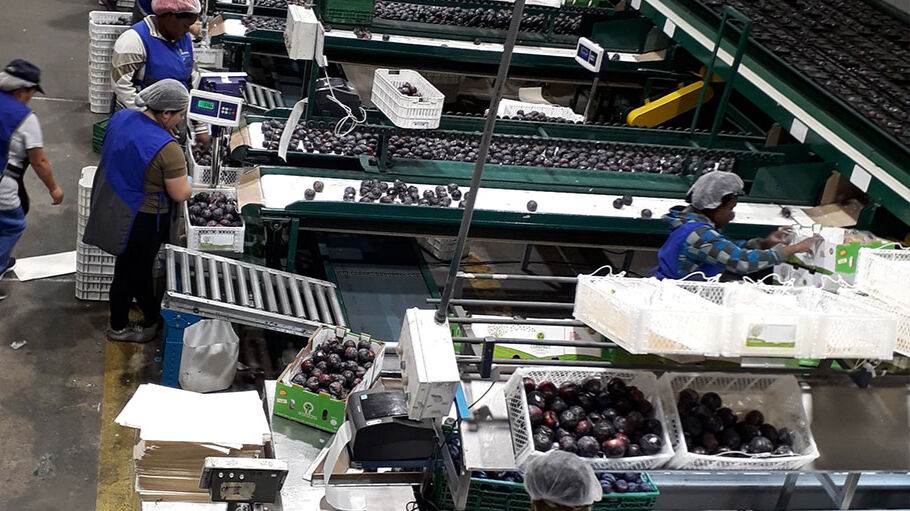 Copefrut aumenta el uso de energía renovable en sus procesos productivos y vela por el 100% en abastecimiento limpio