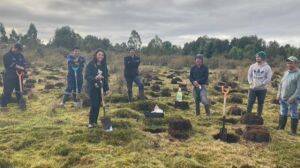 Con cinco mil árboles reforestarán Chiloé gracias a iniciativa de privados y ambientalistas