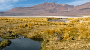 Minera Escondida deberá pagar $6.600 millones por daño ambiental en ecosistema del Salar de Atacama