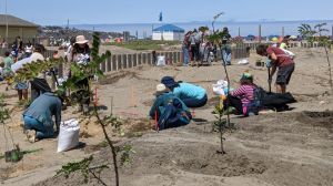 Vecinos plantan mil especies para conservar Humedal de Cartagena