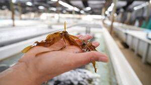 Anglo American impulsa el primer proyecto de Carbono Azul en Chile para combatir los efectos del cambio climático