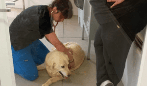 Más de 40 animales afectados por incendios recibieron atención gratuita en sede Viña del Mar de UDLA