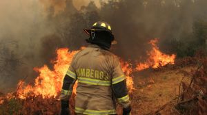 Gremios madereros advierten: “Chile necesita una buena ley de incendios, no simplifiquemos un problema complejo”