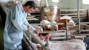 Chile será sede del primer encuentro de Bienestar Animal en América Latina