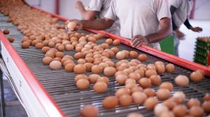 Industria del huevo aumenta su sustentabilidad ambiental