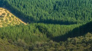Industria forestal chilena marca ventaja ante norma europea de Deforestación Cero