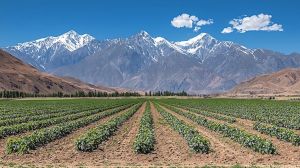 Chile a la vanguardia de la agroindustria digital y sostenible