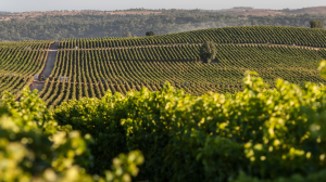 Viña Concha y Toro refuerza su compromiso con la reducción del CO2