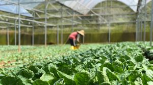 Impulsan Programa Transforma para fortalecer la horticultura regional frente al cambio climático