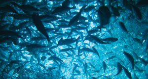 Fernando Barraza, ABB: acelerar la transición hacia una acuicultura sostenible”