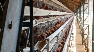 Cage Free: el movimiento que busca cambiar una industria donde el 96% aun produce con jaulas